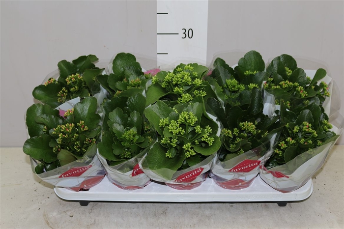 <h4>Kalanchoe Bl Gemengd</h4>