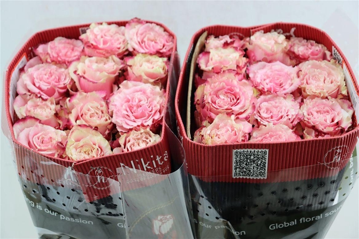 <h4>R Gr Wild Esperance</h4>