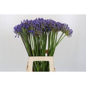 Agapanthus EYFORI Blue