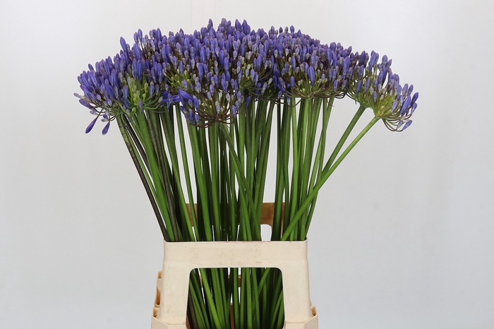 <h4>Agapanthus EYFORI Blue</h4>