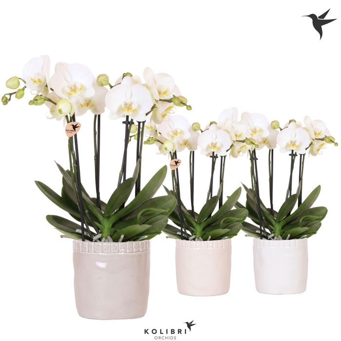 <h4>Kolibri Orchids Phalaenopsis Jewel Ghent 4 spike in Stones pot mix</h4>