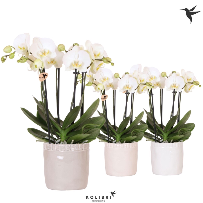 <h4>Kolibri Orchids Phalaenopsis Jewel Ghent 4 spike in Stones pot mix</h4>