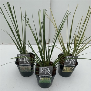 Cortaderia Mini Pampas mix P17