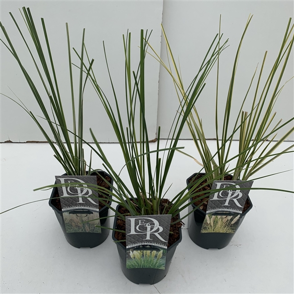 <h4>Cortaderia Mini Pampas mix P17</h4>