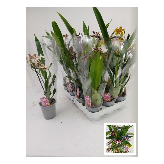 <h4>CAMBRIA GRP GEM</h4>