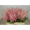 Astilbe Erika