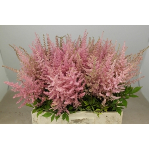 Astilbe Erika