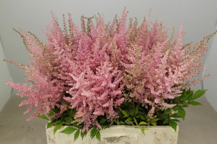 <h4>Astilbe Erika</h4>