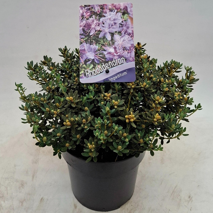 <h4>Rhododendron impeditum</h4>