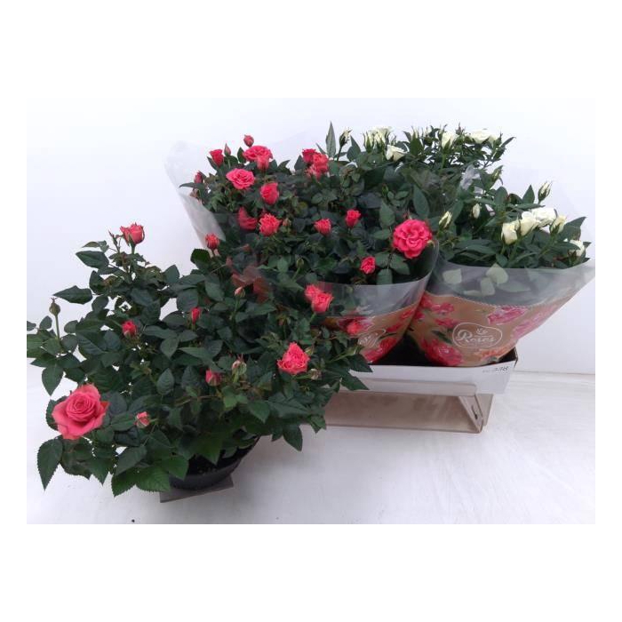 <h4>RO FAV RO GEM</h4>