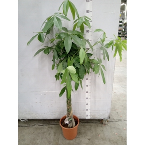 Pachira aquatica