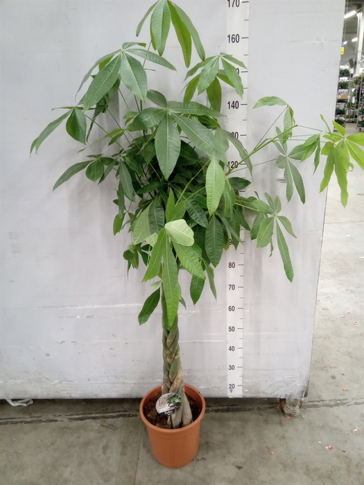 <h4>Pachira aquatica</h4>