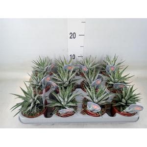 Haworthia fasciata 'Alba'