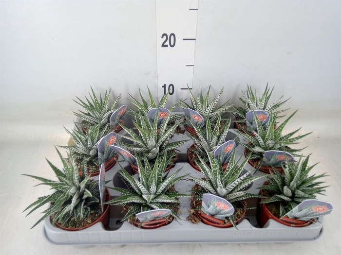 <h4>Haworthia fasciata 'Alba'</h4>