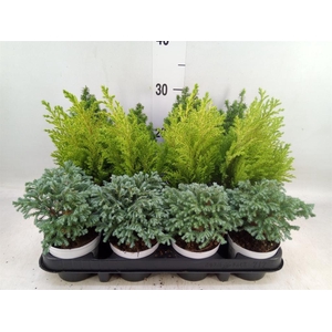 Chamaecyparis  'Woody World'  ..mix