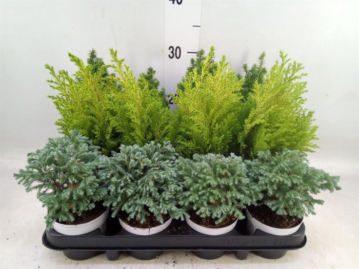 <h4>Chamaecyparis  'Woody World'  ..mix</h4>