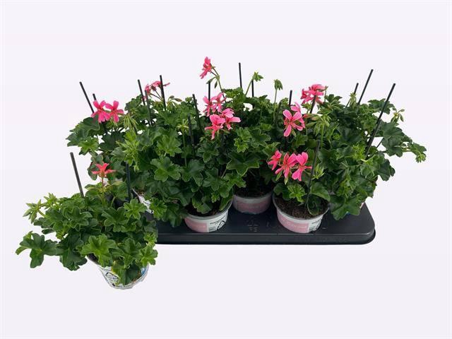 <h4>PEL PELT BALKON ROSE</h4>