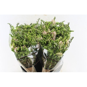 Fr Du Honeymoon Pink