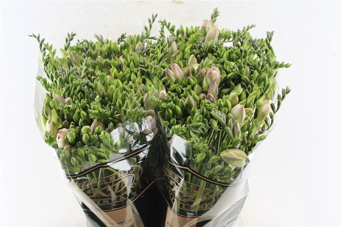 <h4>Fr Du Honeymoon Pink</h4>