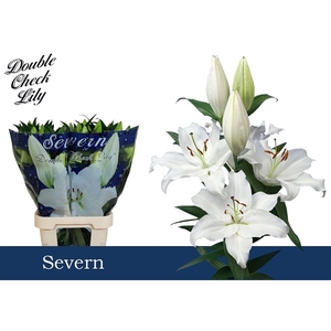 Li Or Severn 4+ Double Check