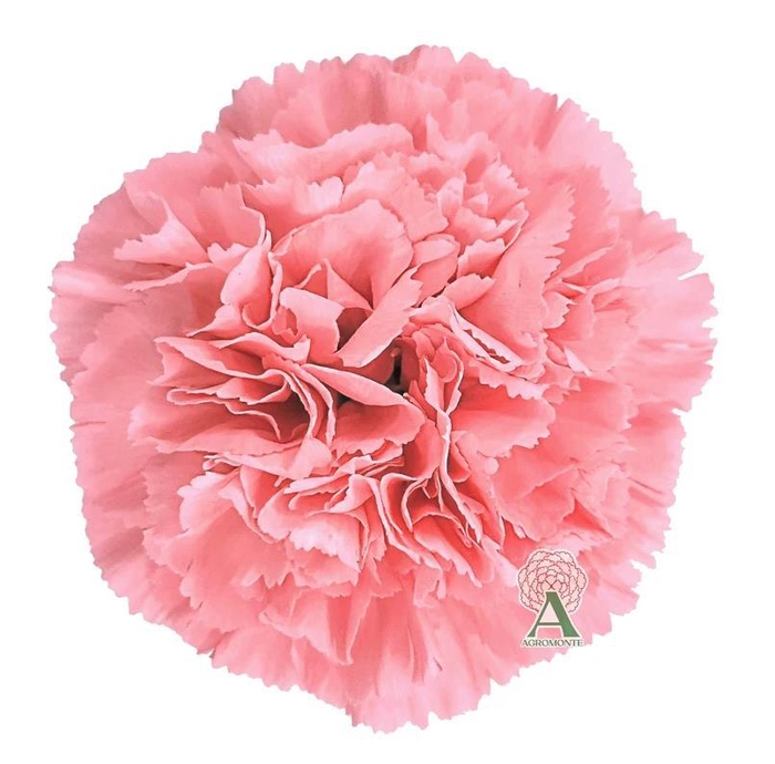 <h4>Di St Corvette</h4>