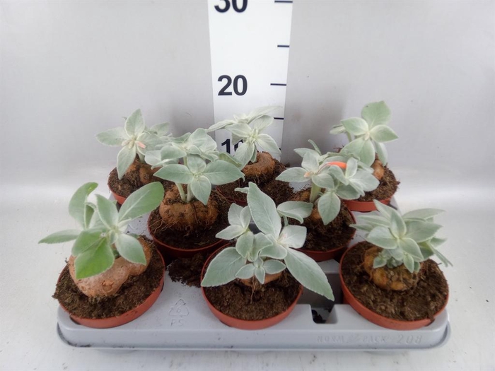 <h4>Cactus   ...</h4>