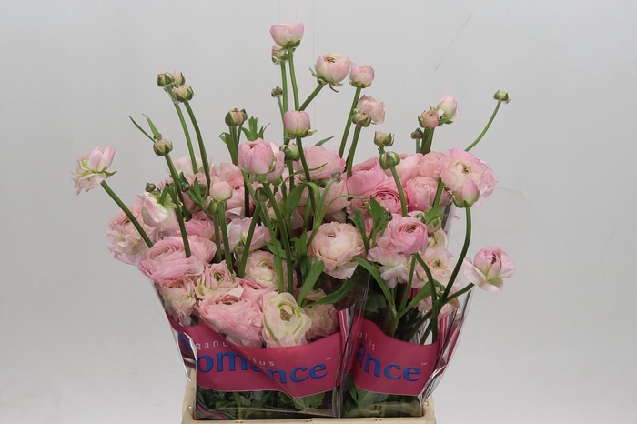 Ranunculus Romance Seine