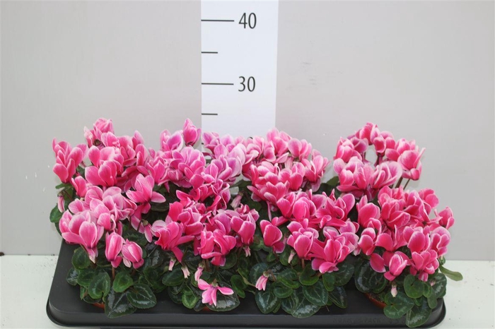 <h4>Cyclamen Kl Picola Shine</h4>