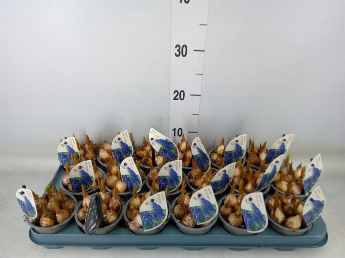 <h4>Muscari  'Lindsay'</h4>