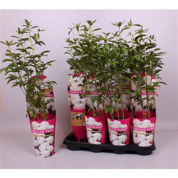 <h4>Paeonia 14 CM C2 Wit Longlife</h4>