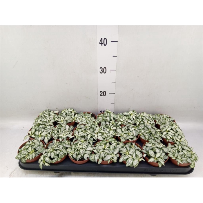<h4>Fittonia  'Mosaic White Forest Fla'</h4>