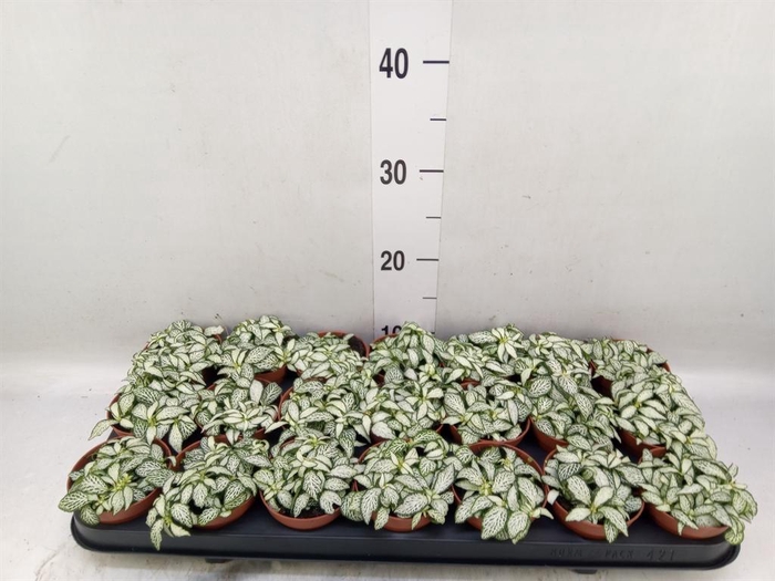 <h4>Fittonia  'Mosaic White Forest Fla'</h4>
