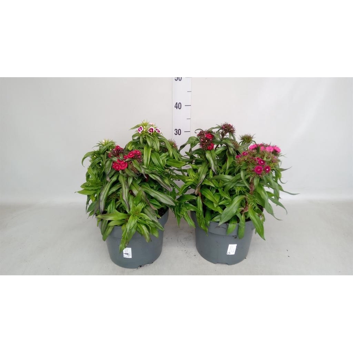 <h4>Dianthus barb.</h4>