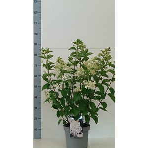 HYDR PANICULATA