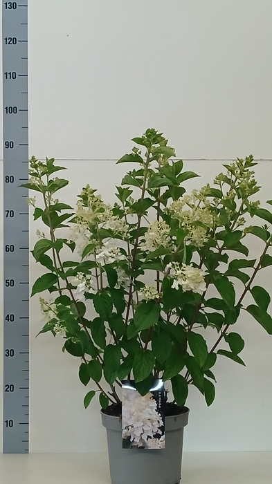 <h4>HYDR PANICULATA</h4>