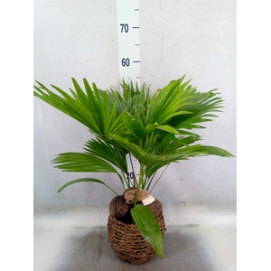 Livistona rotundifolia