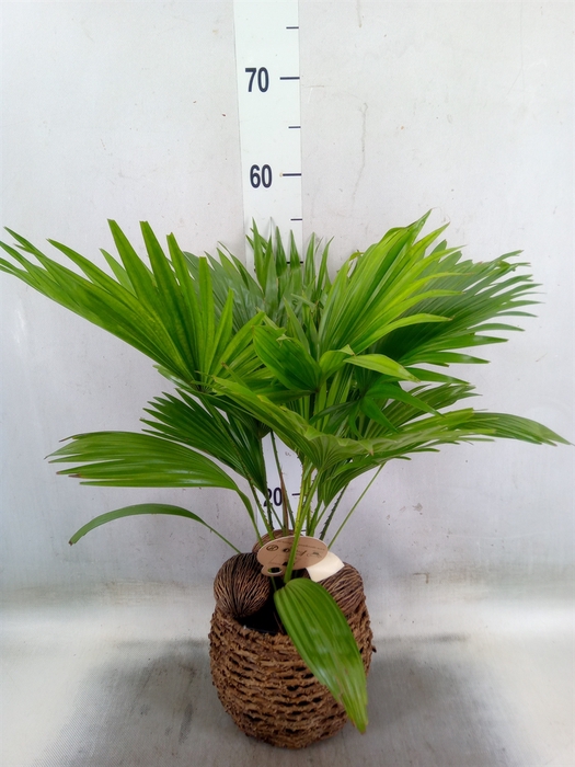<h4>Livistona rotundifolia</h4>
