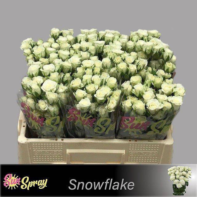<h4>R TR SNOWFLAKE</h4>