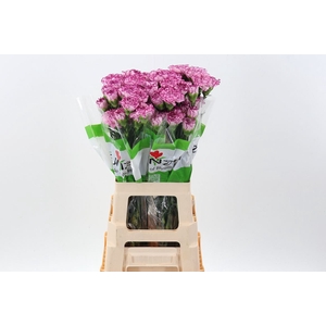 Dianthus ST 'Boheme'