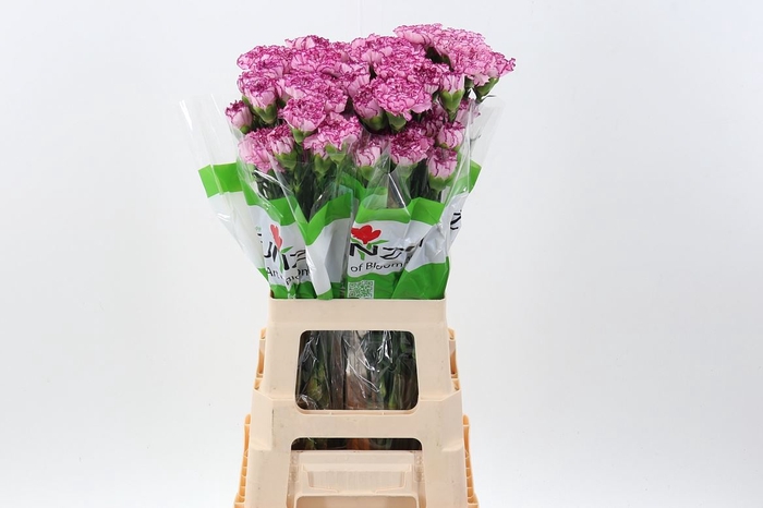 <h4>Dianthus ST 'Boheme'</h4>