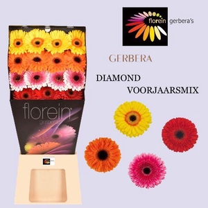 Gerbera Mix Spring Diamond