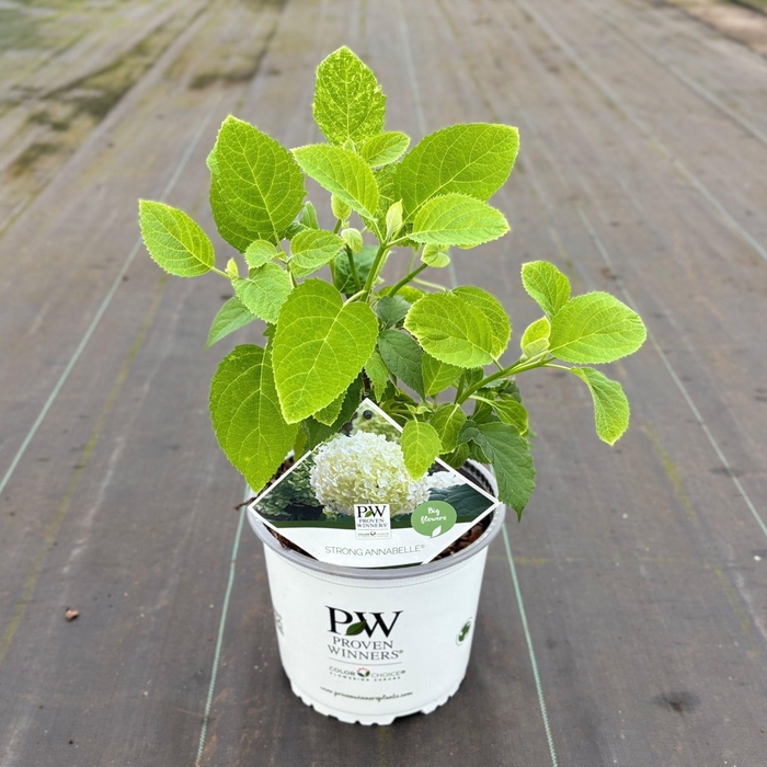 <h4>Hydrangea arbo. 'Strong Annabelle'®</h4>