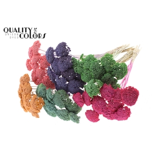 Achillea small per stem Mixed colours Frosted