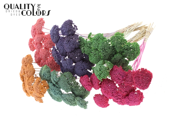 <h4>Achillea per stem Mixed colours Frosted</h4>