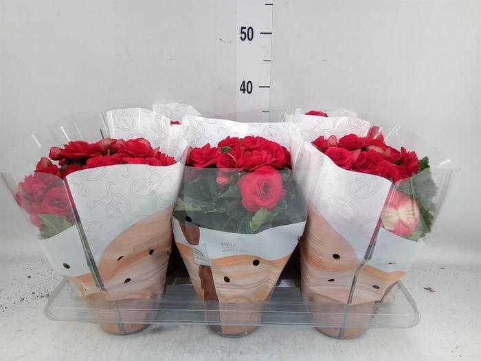 <h4>Begonia elat. DU 'Halo'</h4>