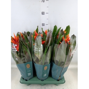 Aechmea  'Pepita Elegant Flames'