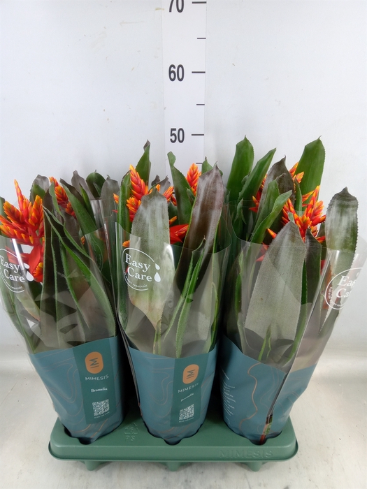 <h4>Aechmea  'Pepita Elegant Flames'</h4>