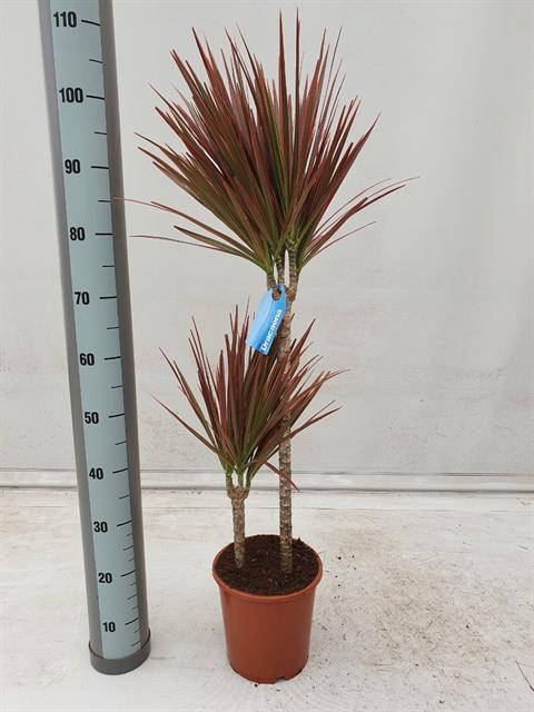 Dracaena Marginata Colorama 21Ø 110cm 2pp