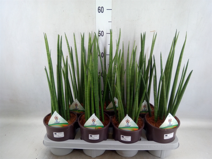 <h4>Sansevieria cyl.  ...</h4>