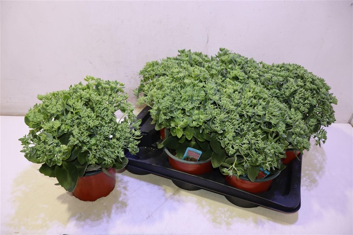<h4>Sedum Herbstfreude</h4>